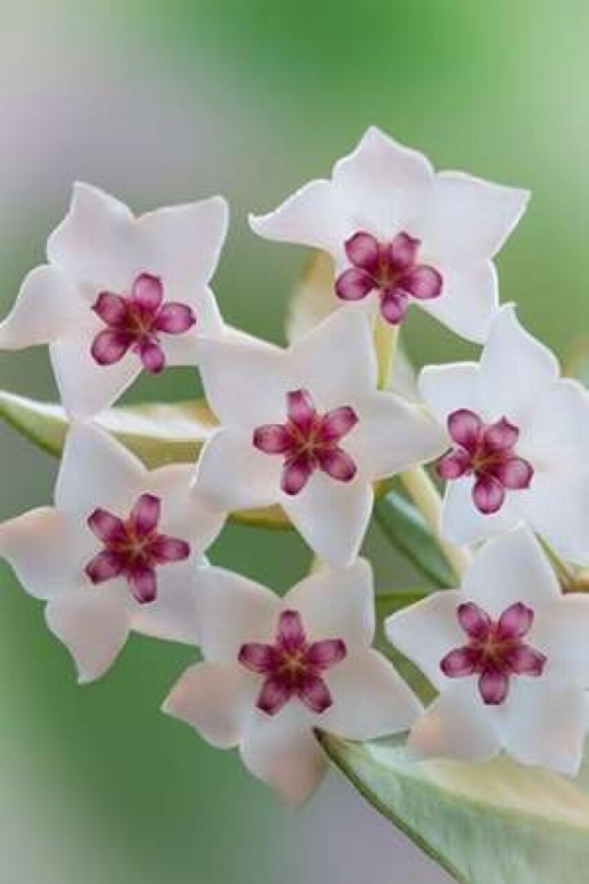 Hoya Bella Blooms II Poster Print by Kathy Mahan - Item # VARPDXPSMHN434